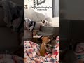Puppy Doesn't Like His New Stairs