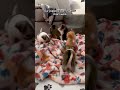 Puppy Doesn't Like His New Stairs