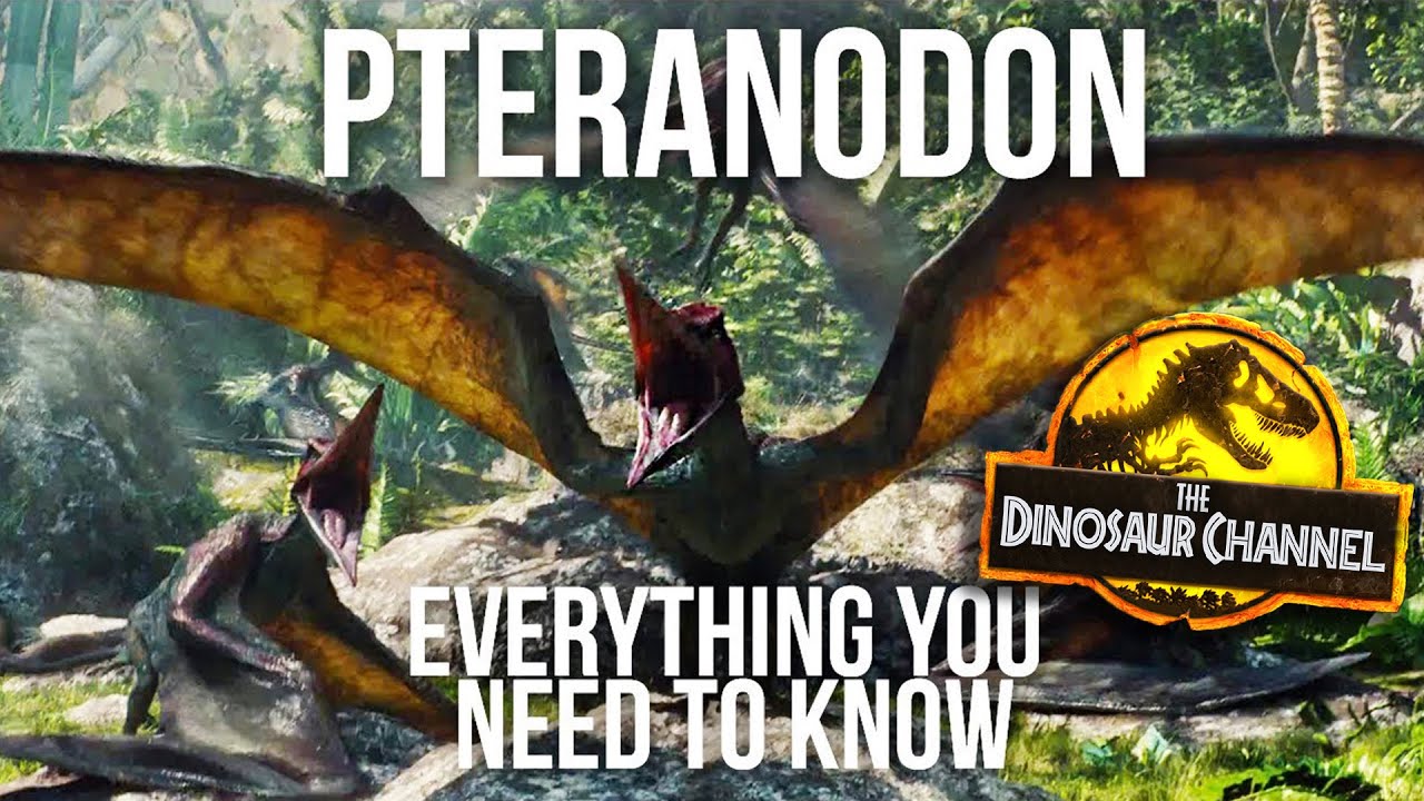 What Was The Pterodactyl? - The Dinosaur Channel 