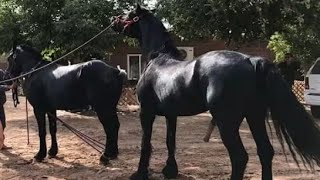 Masal Brothers Stud Farm Maharashtra Video Today Horses First Meeting