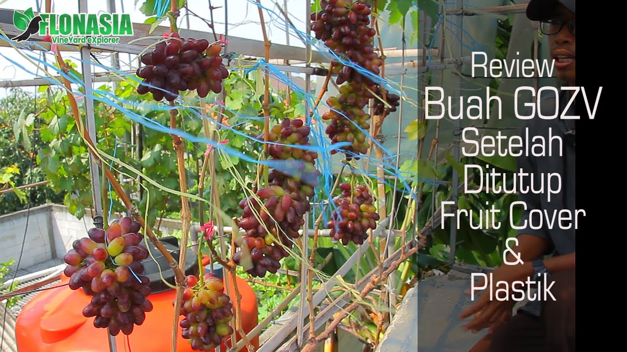 Buah #Anggur GOZV [Gift of Zaphorozye Viking] Umur 3 Bulan