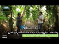 رضا محمد مزارع بسيط يستنبط سلالة عملاقة من الموز المصرى بأنتاجية 40 طن للفدان وطول الثمرة ٣٠ سم رضا محمد مزارع بسيط يستنبط سلالة عملاقة من الموز المصرى بأنتاجية 40 طن للفدان وطول الثمرة ٣٠ سم