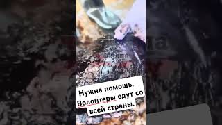 Анапа. Нефть. Нужна помощь. #катастрофа_анапа #керченский_пролив #нефть_Краснодарский_край