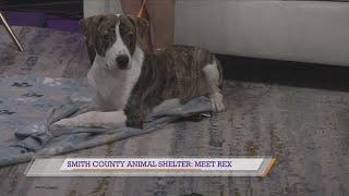 Smith County Animal Shelter: Meet Rex