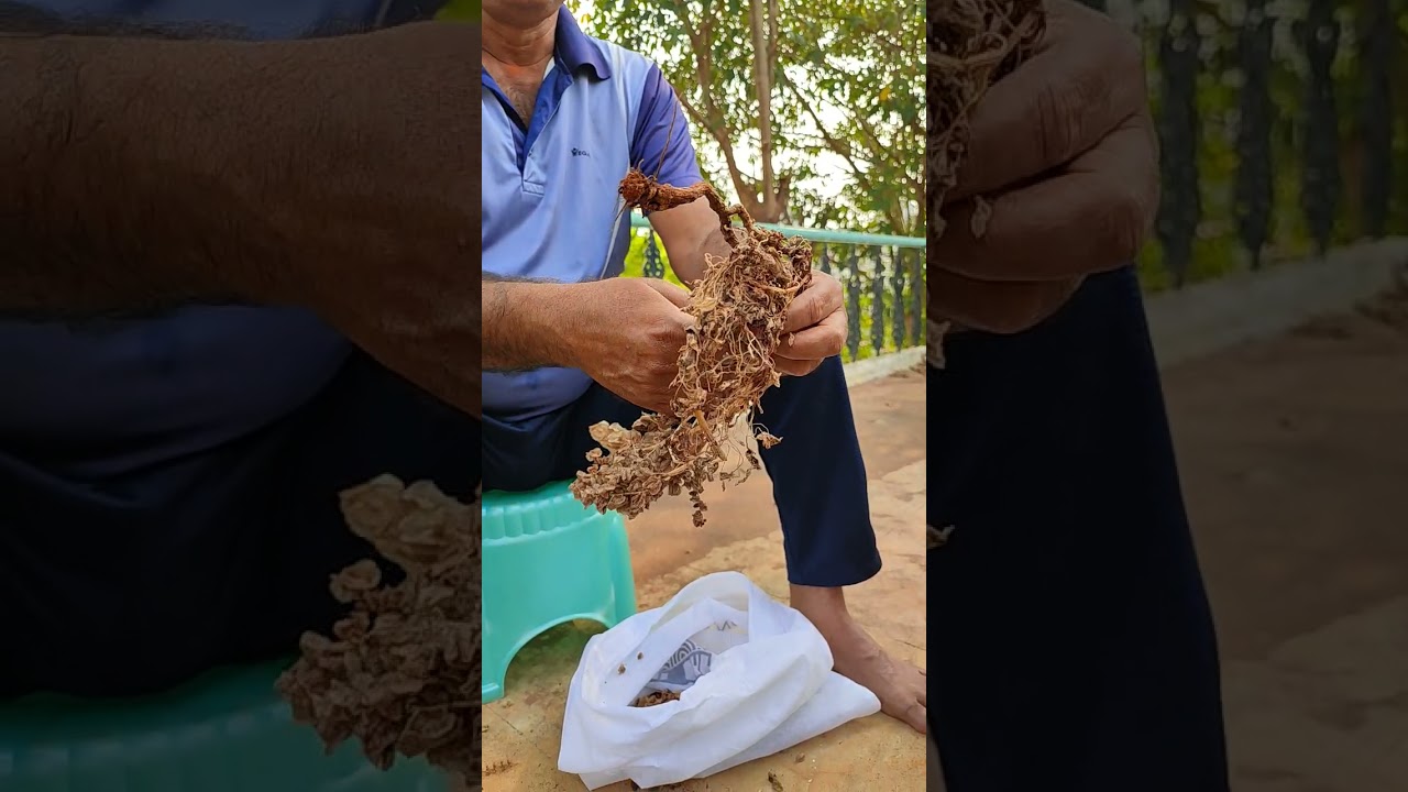 HARVESTING OF SORREL LEAVES SEEDS IN OUR TERRACE GARDEN 