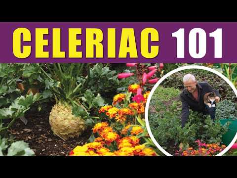 Seed to Harvest Celeriac through 7 Months (No Dig Guide) thumbnail