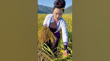 Lúa Nương Đặc Sản Vùng Cao Tây Bắc