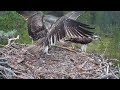 #1 Satakunnan sääkset (Osprey Cam in Finland) 8/6 搶食物