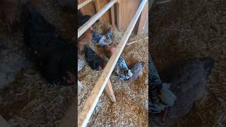 How Many Chickens Were Taking A Dust Bath?