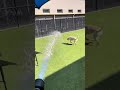 Bettie loves playing with water!
