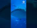 Shark ki kabhi tabiyat kharab nahin Hoti #science#scincefacts  #shorts