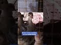 Aseel Murgy Bachy рџ ѓ Chick Cheenaaseel Roosterfarm Mianwaliaseels Kabutar Aseel Love Turkey Aseel Murgy Bachy рџ ѓ Chick Cheenaaseel Roosterfarm Mianwaliaseels Kabutar Aseel Love Turkey