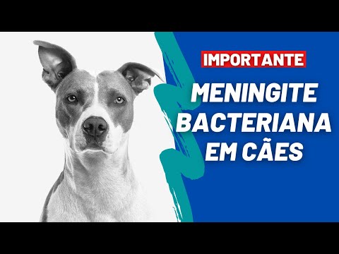 Vídeo: Meningite, Meningoencefalite, Meningomielite Em Cães