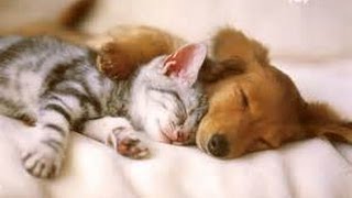 犬とネコがめっちゃ仲良し かわいい猫動画 Cat And Dog Youtube