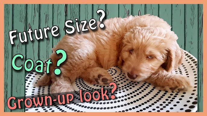 New GOLDENDOODLE PUPPY CHECKLIST: Ultimate Preparation Guide 