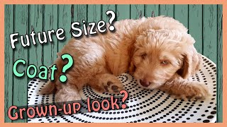 3 QUESTIONS GOLDENDOODLE PUPPY OWNERS ASK (& My Answers)