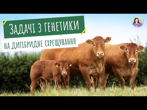 Розв&rsquo;язування типових генетичних задач (дигібридне схрещування)