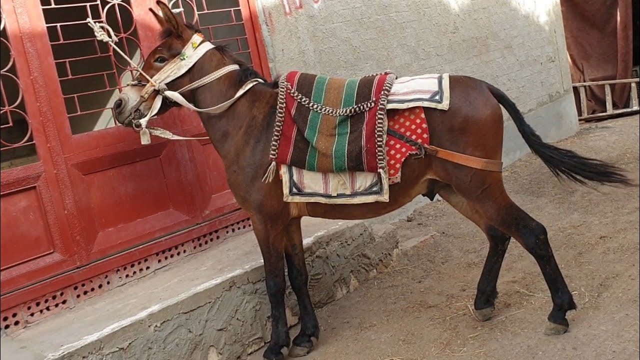 اسعار البغال في مصر🐎حمار+فرس=بغل معلومات قيمه🐎الناتج بغل🐎 - YouTube