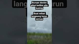 Download Lagu suara jernih pikat belibis alis kuning MP3 Download Lagu suara jernih pikat belibis alis kuning MP3