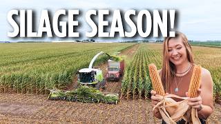 Chopping Corn Silage in Southwest Minnesota! COW CHOW! Part 2