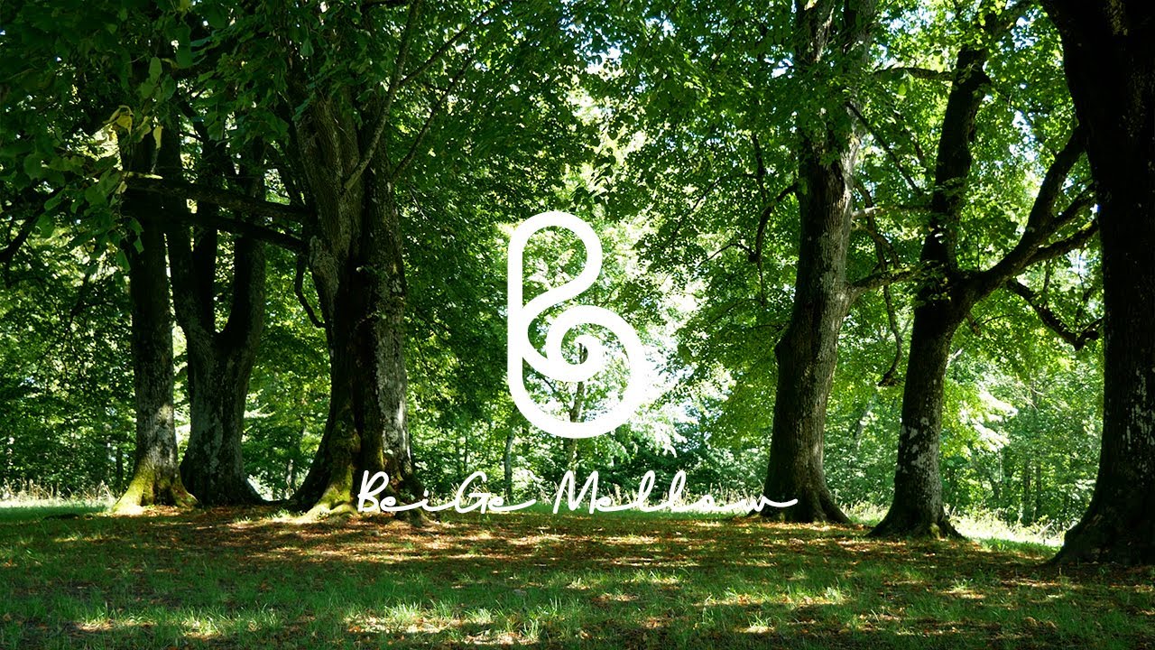 Свежий воздух🍀, фортепианная музыка на прогулке l Звуки птиц🐤