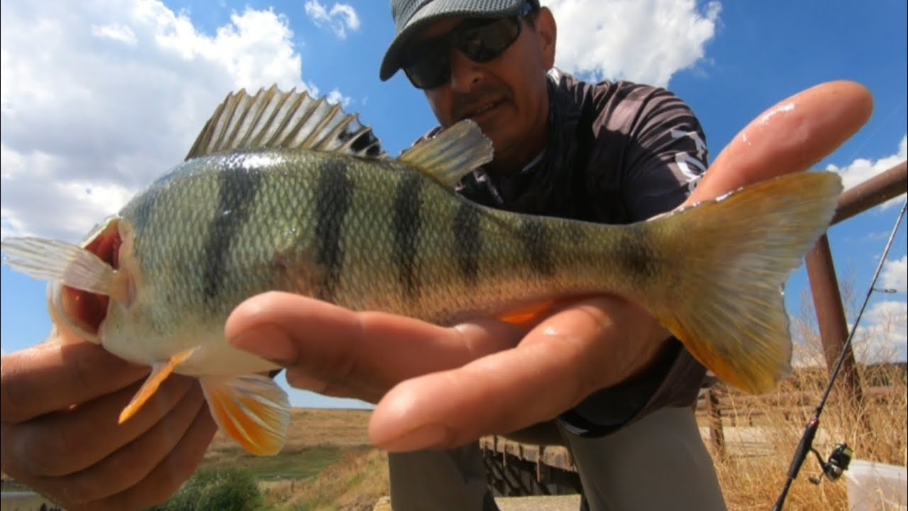 Pescuit la biban ,spinning pe salbatic la biban 