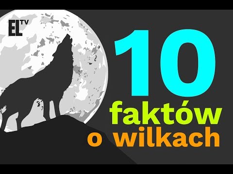 Wideo: 8 Ciekawostek O Wilkach