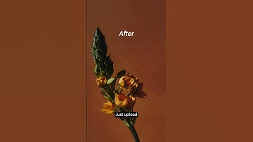 Remove Unwanted Objects From Pictures in #AdobeExpress