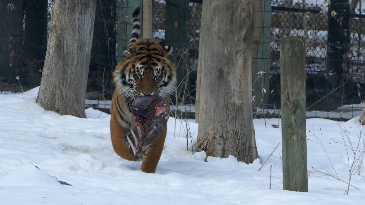 Toronto Zoo - Curious Tiger and feeding time