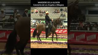 NAVIDEÑO DE LA ILUSIÓN PASO FINO COLOMBIANO #pasofino #horse #shortsvideo