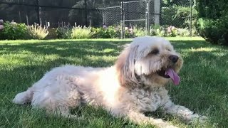 Stop pet hair from ruining your washer