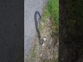 Black snakes mating