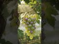 graps ai video