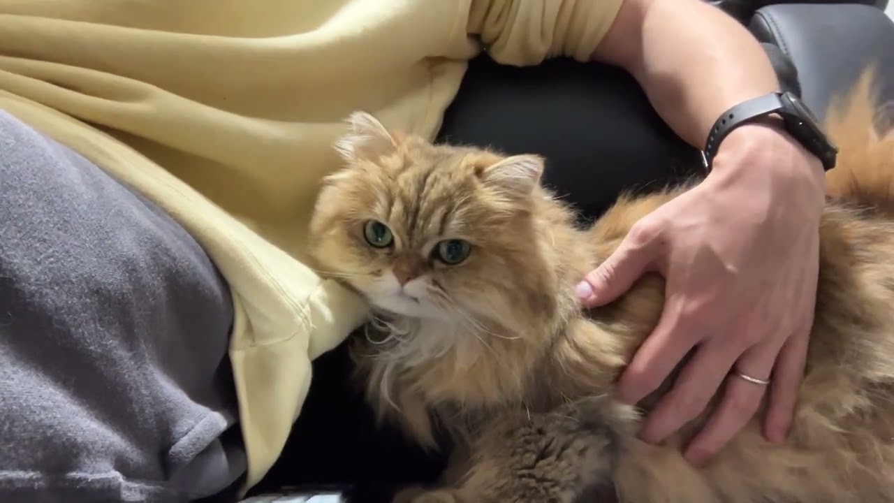 ぱぱのそばでくつろぐ🌱