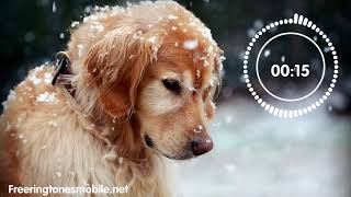 Dog and Cat Sing Ringtone (Link) | Best Funny Ringtone