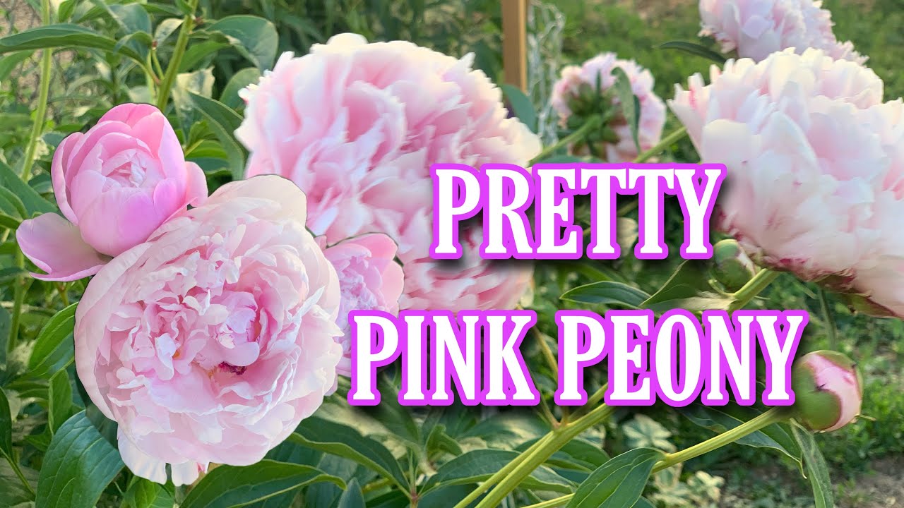 BEAUTIFUL PINK PEONY