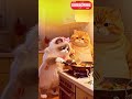 Funny Cat Fried Chicken Like a Chef 🍗😂 | Cute Cat Cooking Comedy
