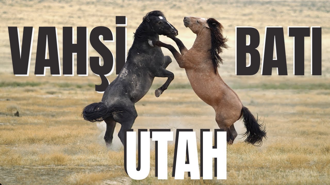 Vahşi Batı UTAH - Yaban Hayatı Belgeseli (4K Belgesel)