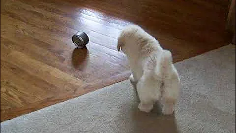 2007-03-29 DUFFY PUPPY
