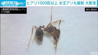 大阪港で千匹以上のヒアリ確認　女王アリも複数(2021年9月28日)