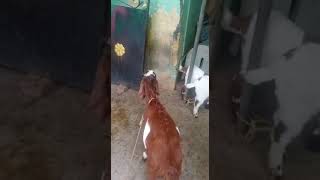 ஆட வறபனகக உளளத ஜமனபர கடடகள 8680808645