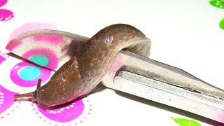 Can The Slug Walk On The Surgical Blade ? Snail on Razor | wildlife insects - EXPERIMENT