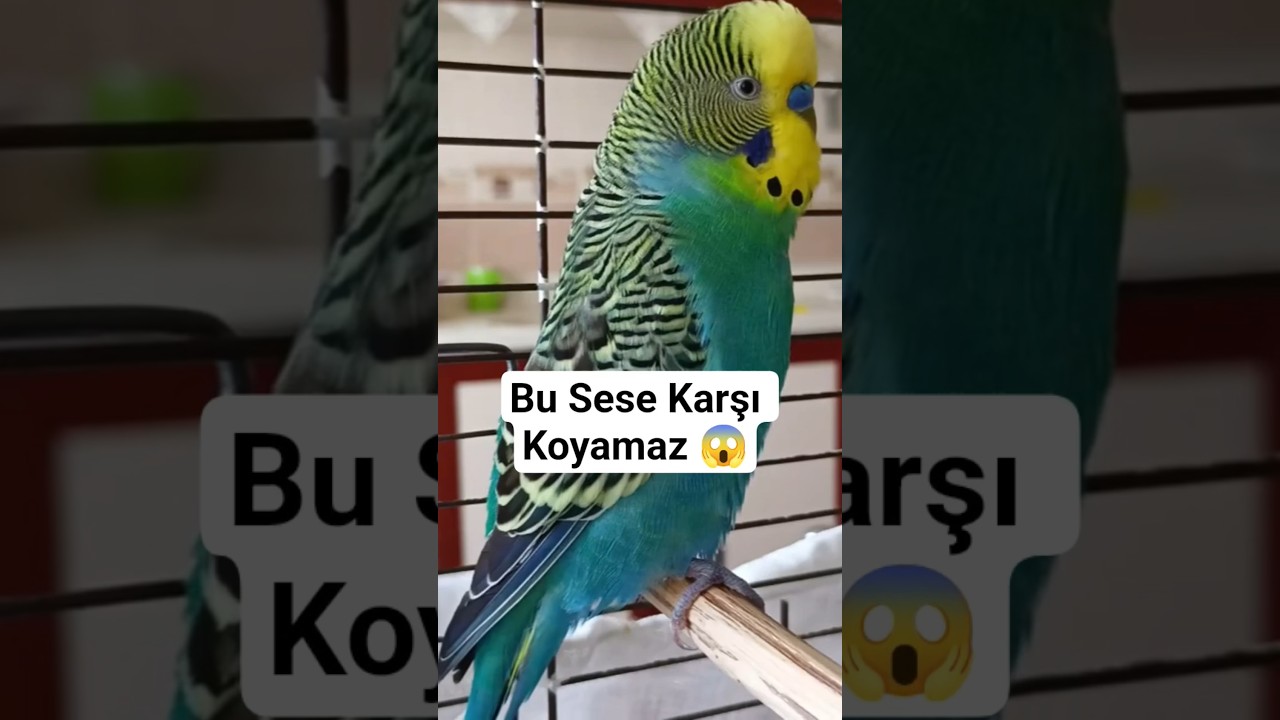 Kuşun Bu Sese Karşı Koyamıyor (Denendi) #muhabbetkuşu #birds #talkingparot #budgies #birdsong