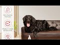 Say Goodbye to Dog Dandruff! 🐶 This Leave-In Conditioner is a Game-Changer!