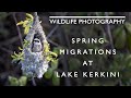 Photographing and filming Water birds and Pendulines - Spring migrations at Lake Kerkini