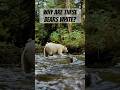 The Real Reason These Bears Turned White 🐻