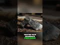 The Hand Axe  Ancestors' Revolutionary Tool Explained