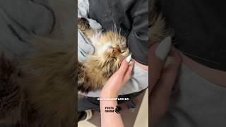 Груминг Сосисочки💕 #груминг #уходзакошкой #cat