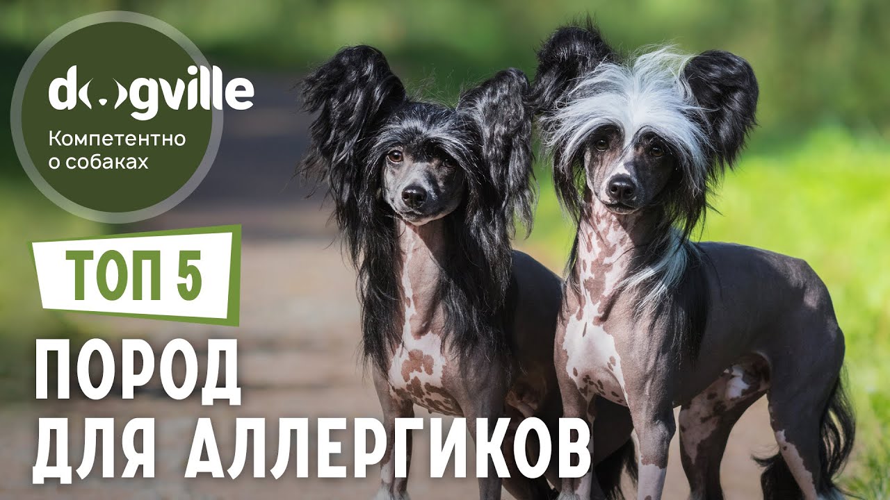 породы кошек и собак без аллергенов
