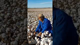 Man Sitting Among Pure White Cotton Fields 🌿 | 순백의 목화밭에서 휴식하는 남자" screenshot 5